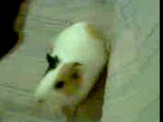 Minette et chonchons