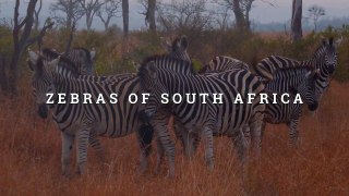 South African Zebras - Mack Prioleau