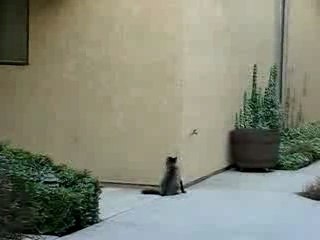 Spider-Cat,, Spider-Cat héhé