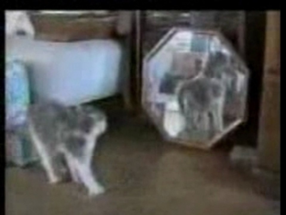 Funny_cats