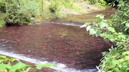 ikan salmon siap dipancing