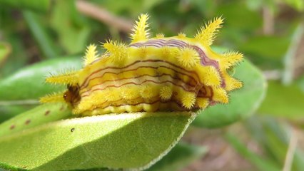 10 Beautiful But Dangerous Caterpillars