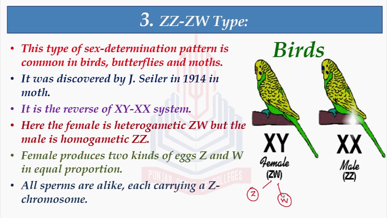 ZZZW Type video Dailymotion