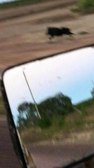 Un cochon sauvage fait la course avec une voiture