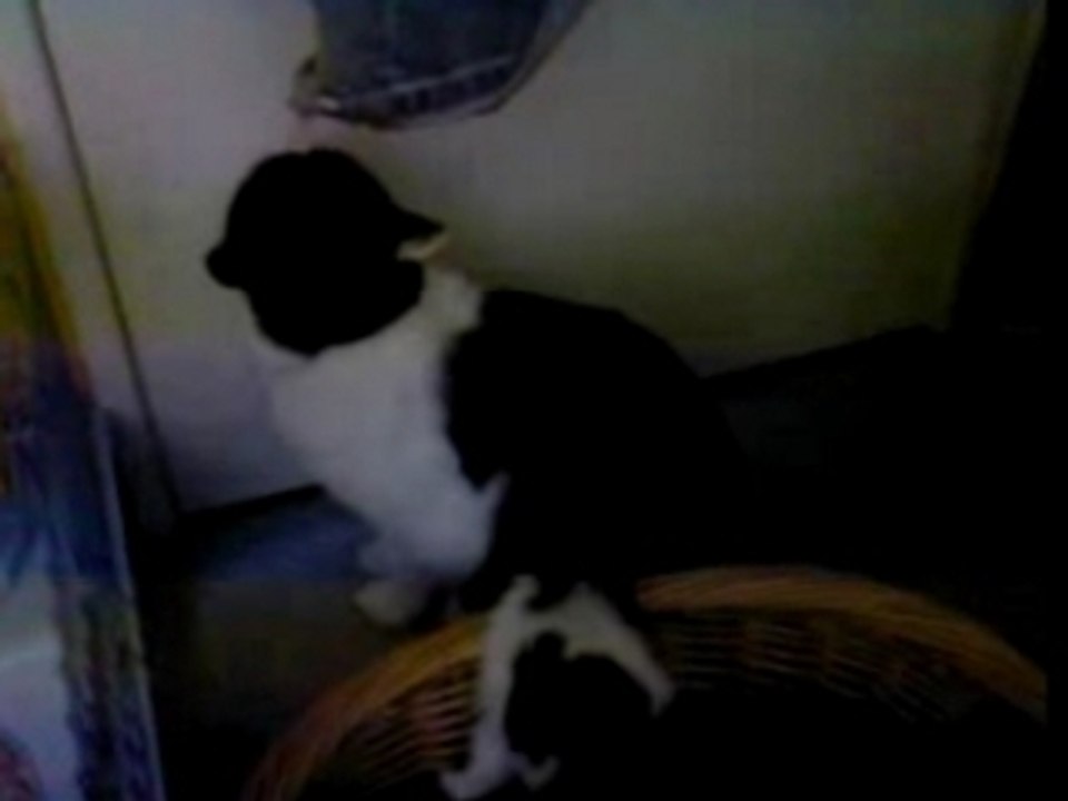 lapin Toy VS chat peureux