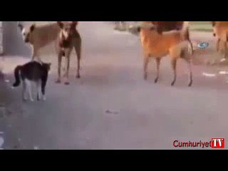 Cesur yürek kedi... İki köpeğin üzerine böyle atladı