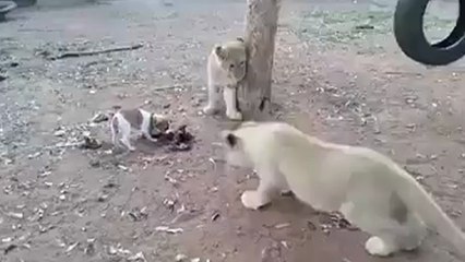 Un jeune chien protège son repas face à des lionceaux