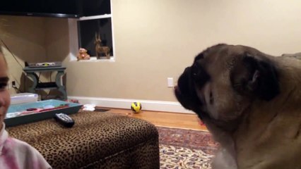 Cute Pug Has Hilariously Long Tongue