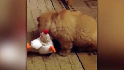 Cute Puppy Discovers Favorite Toy Trick