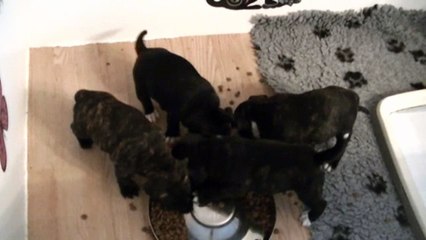 70ème vidéo  Chiots de la 25ème portée de STAFFORDLAND