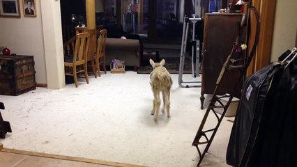 Pet Alpaca Just Wants To Be A Cat Too