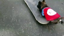 The Most Talented Puppy Skateboarder