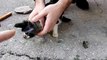 Homem salva gato com a cabeça presa dentro de uma garrafa quase a 