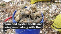 New York City is turning 5,000 old toilets into oyster beds