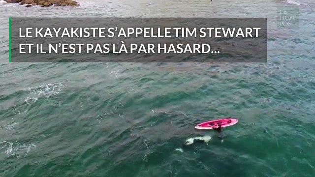 Quand ce kayakiste croise des orques... il nage avec elles