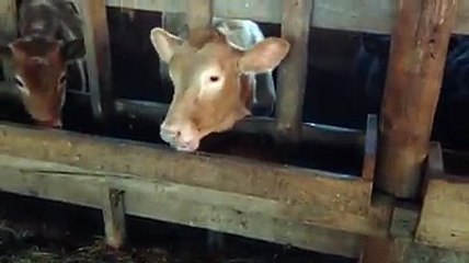 Funny Cow Licks Her Lips