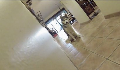 Ce chien joue à un, deux, trois, soleil, pour avoir son os