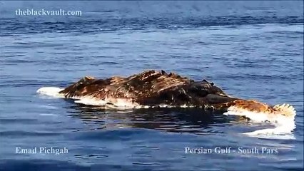 Sailors See A Mysterious Creature Floating In The Water. It's Not What You Think It Is!