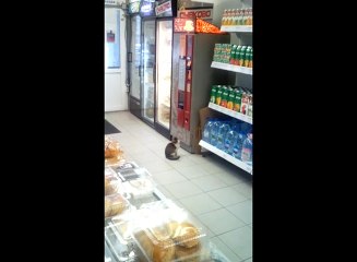 Cat wants his change back