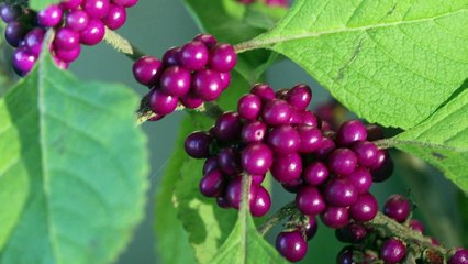 Selecting Plants | Virtual Rain Garden 12 of 17 | Clemson Extension