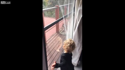 Flippant : 2 pythons se battent sur la terrasse d'une maison en australie