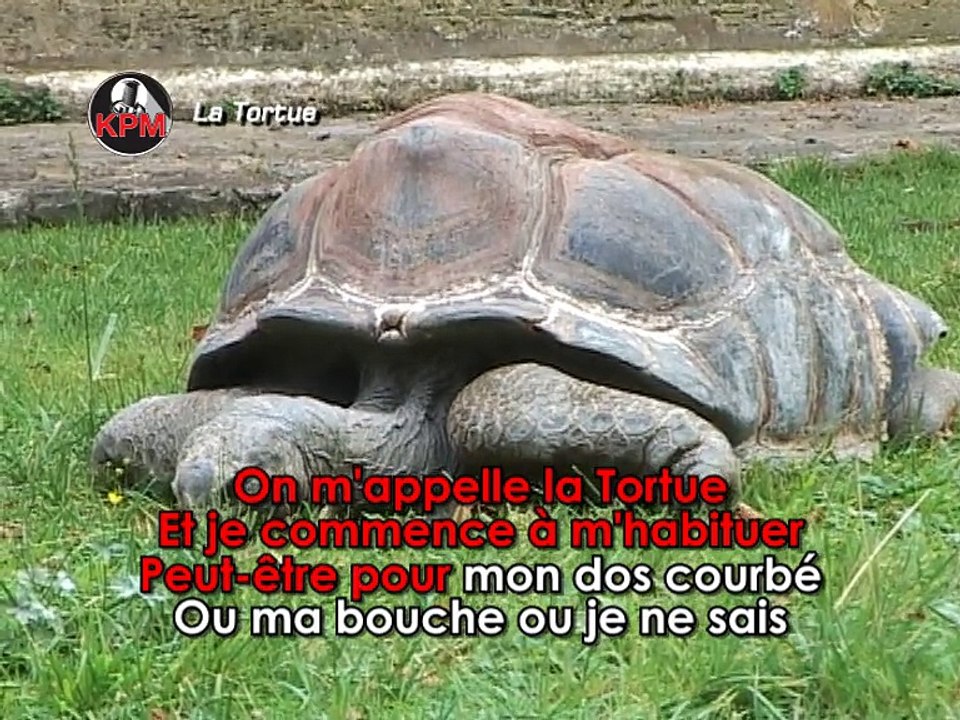 La Tortue Karaoké - Christophe Willem*