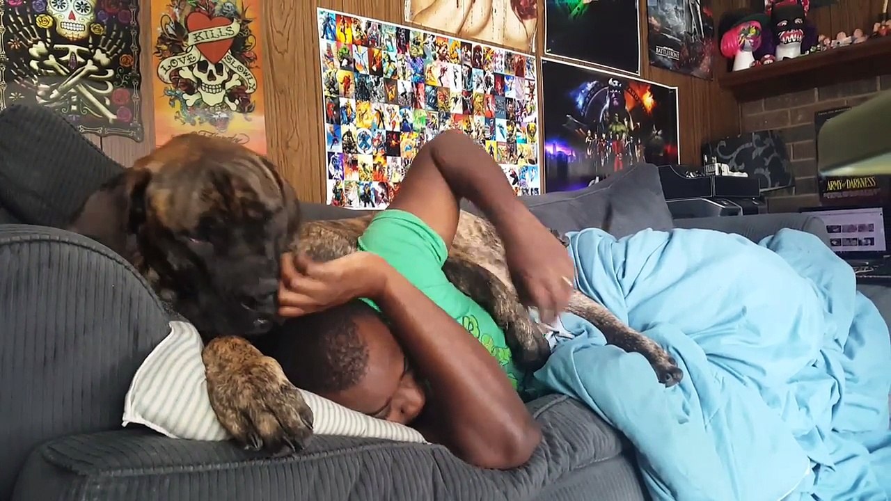 Faire la sieste avec un chien mastiff géant ! un peu encombrant