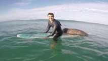 Un phoque s'invite sur la planche d'un surfeur
