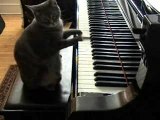 ネコのピアノ演奏