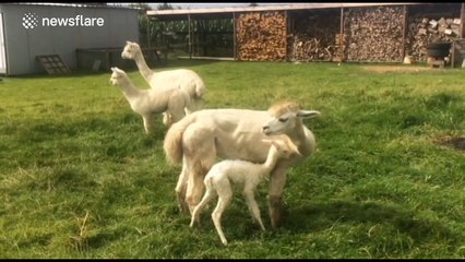 Newborn alpaca takes her first steps