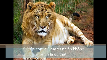 5 đứa con lai của tự nhiên không ai tin là có thật