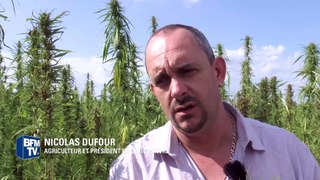 Le chanvre, cousin du cannabis, est de plus en plus cultivé par des agriculteurs