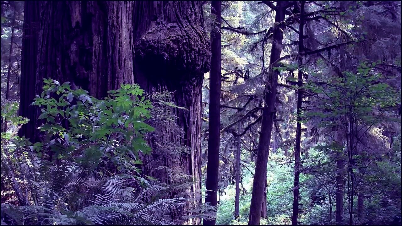 6 TRUE Sasquatch __ Bigfoot Encounters 2016