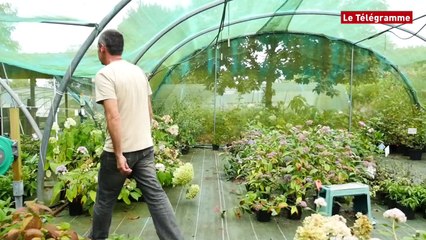 Guerlesquin (29). Un rassemblement national de pépiniéristes collectionneurs