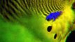 Beautiful Birds - Australia Parrots (Documentary)