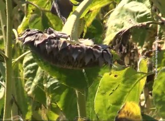 Zetva suncokreta u Kljucu i Krajini u toku, 6. septembar 2016. (RTV Bor)