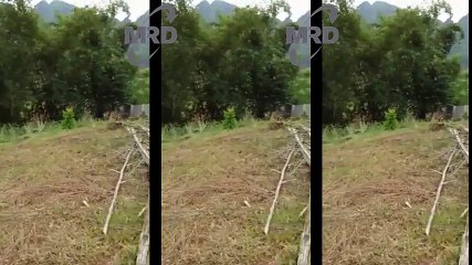 Cute Puppies  Start Basic training