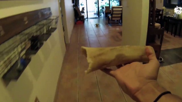 Un, deux, trois, soleil! Ce husky est juste trop marrant