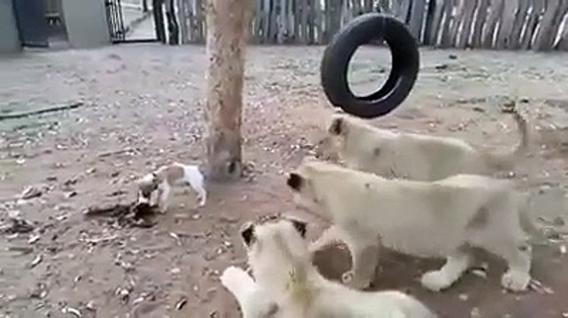 Ce jeune chien met la misère à 3 lionceaux et defend son repas!