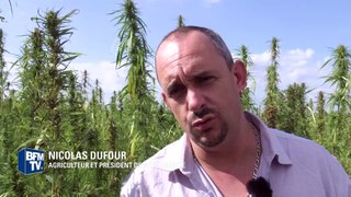 Le chanvre, cousin du cannabis, est de plus en plus cultivé par des agriculteurs