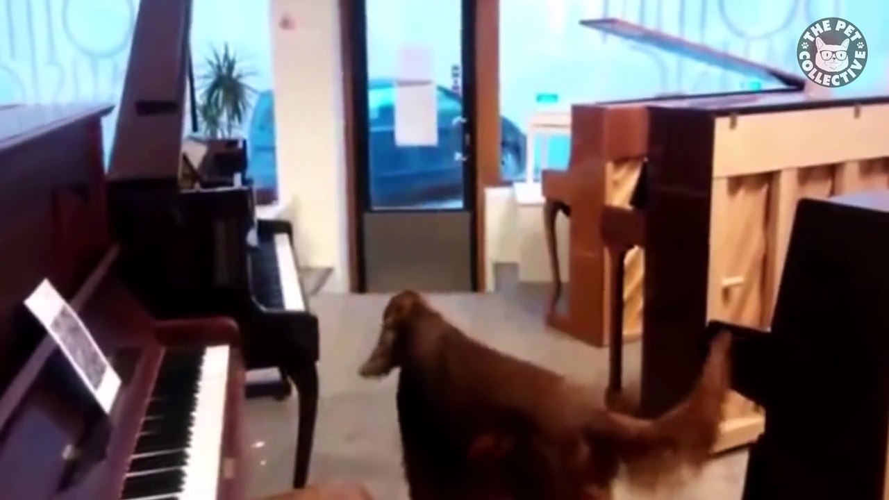 16 Funny Pets Video Compilation