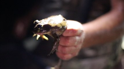 The Frog Kings