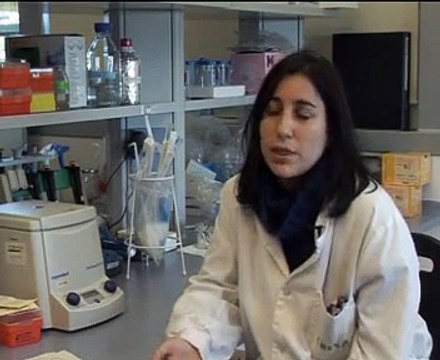 Enfermedades transmitidas por mosquitos