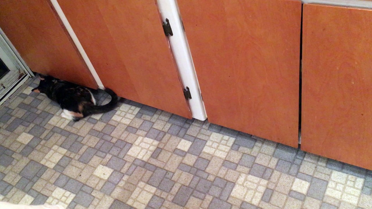 Crazy kitten goes bonkers attacking nothing