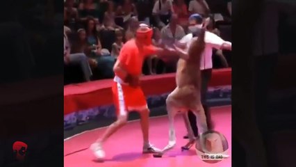 Kangaroo vs man boxing