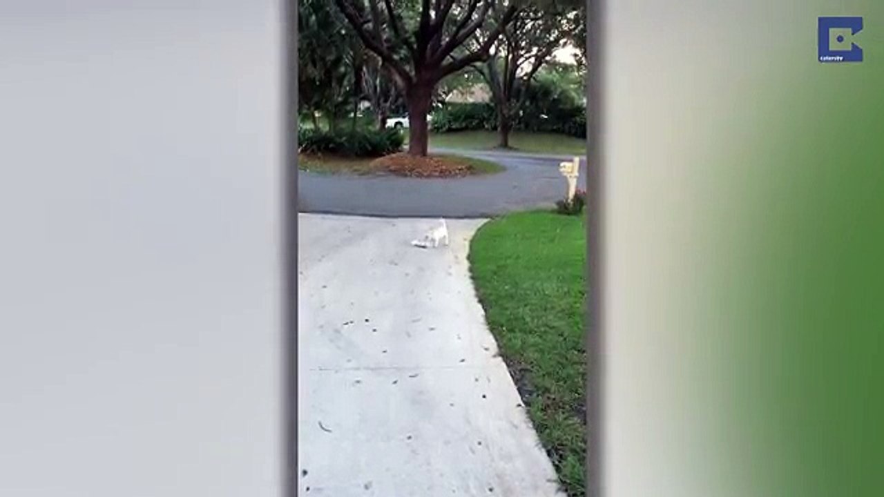 He Finds His New Puppy Struggling In The Front Yard. When He Sees What Happened Hilarious