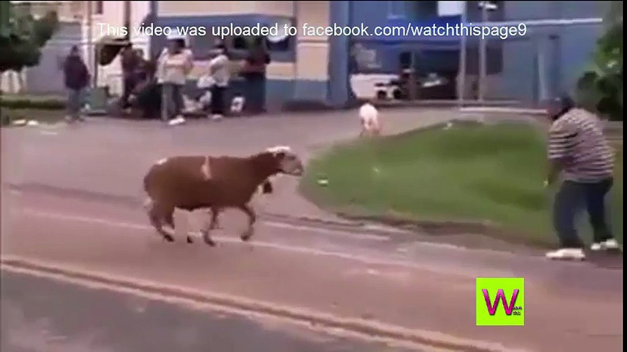 watch this fool sheep