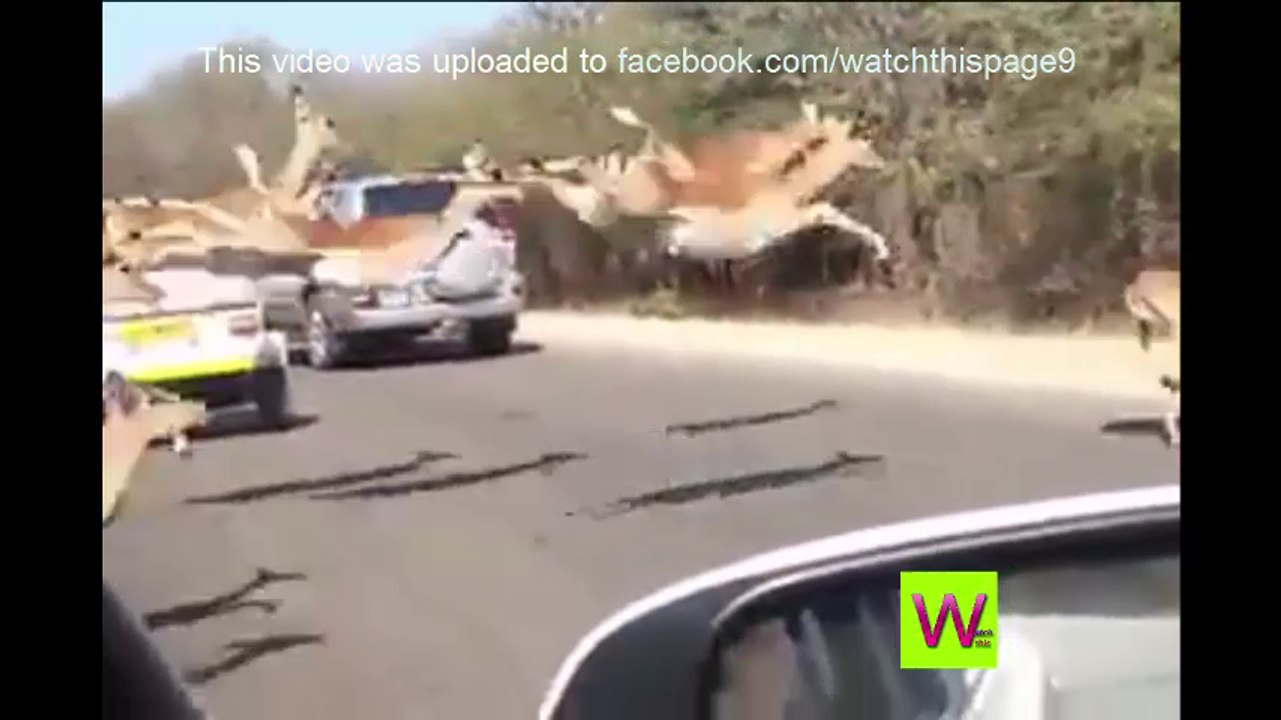 watch this it awesome