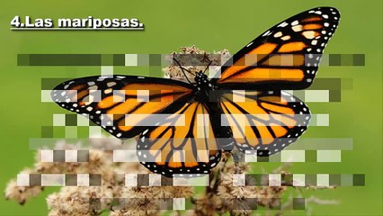 TOP 5 Animales que podrían extinguirse antes de 2020