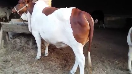 Beautiful Cow Qurbani 2016 2017 Bakra Eid in Pakistan